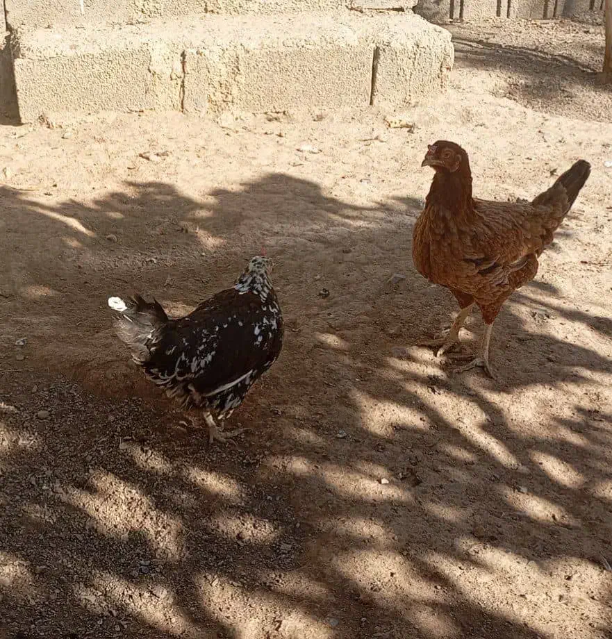 خروس ومرغ تخم گذار محلی|حیوانات مزرعه|سنندج, |دیوار