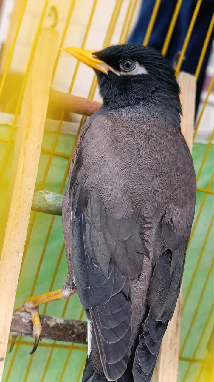 گمشده|پرنده|اهواز, فاز ۲ پادادشهر|دیوار