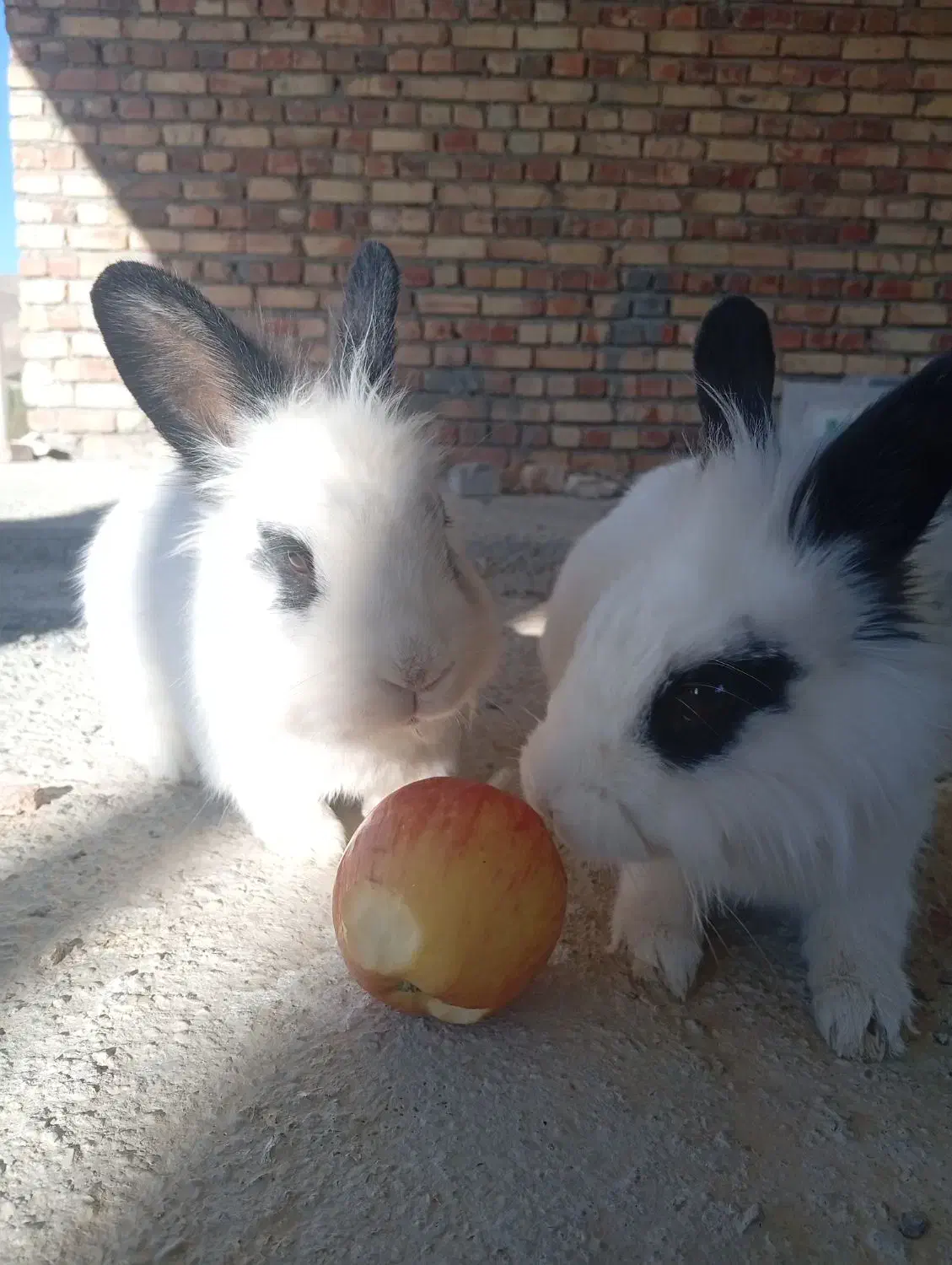 خرگوش|موش و خرگوش|ارومیه, |دیوار