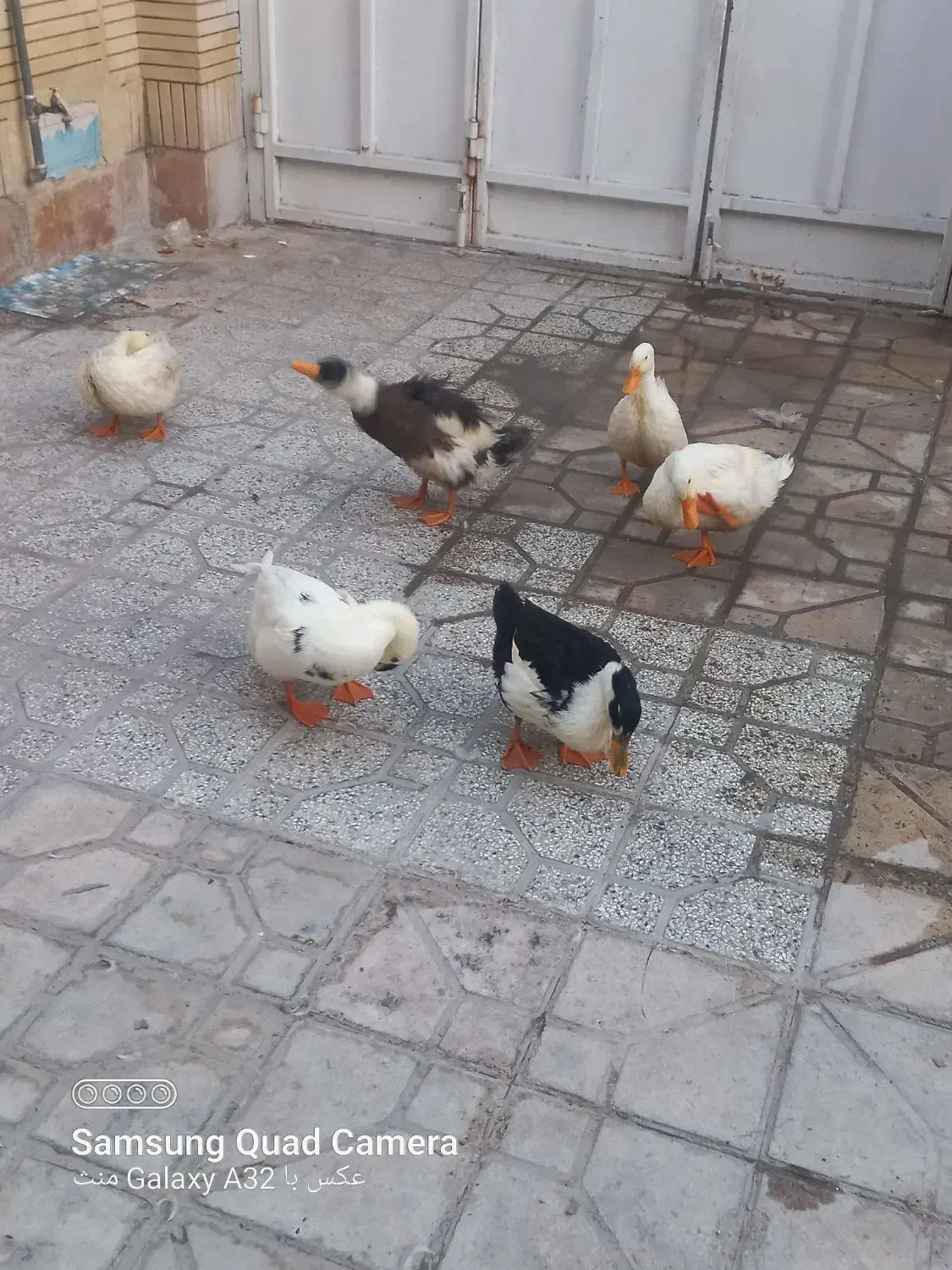 اردک|حیوانات مزرعه|شیراز, پودنک|دیوار
