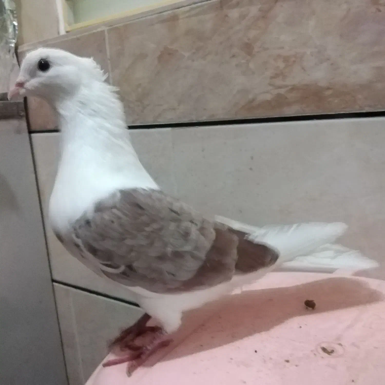 خوشونه|پرنده|الشتر, |دیوار