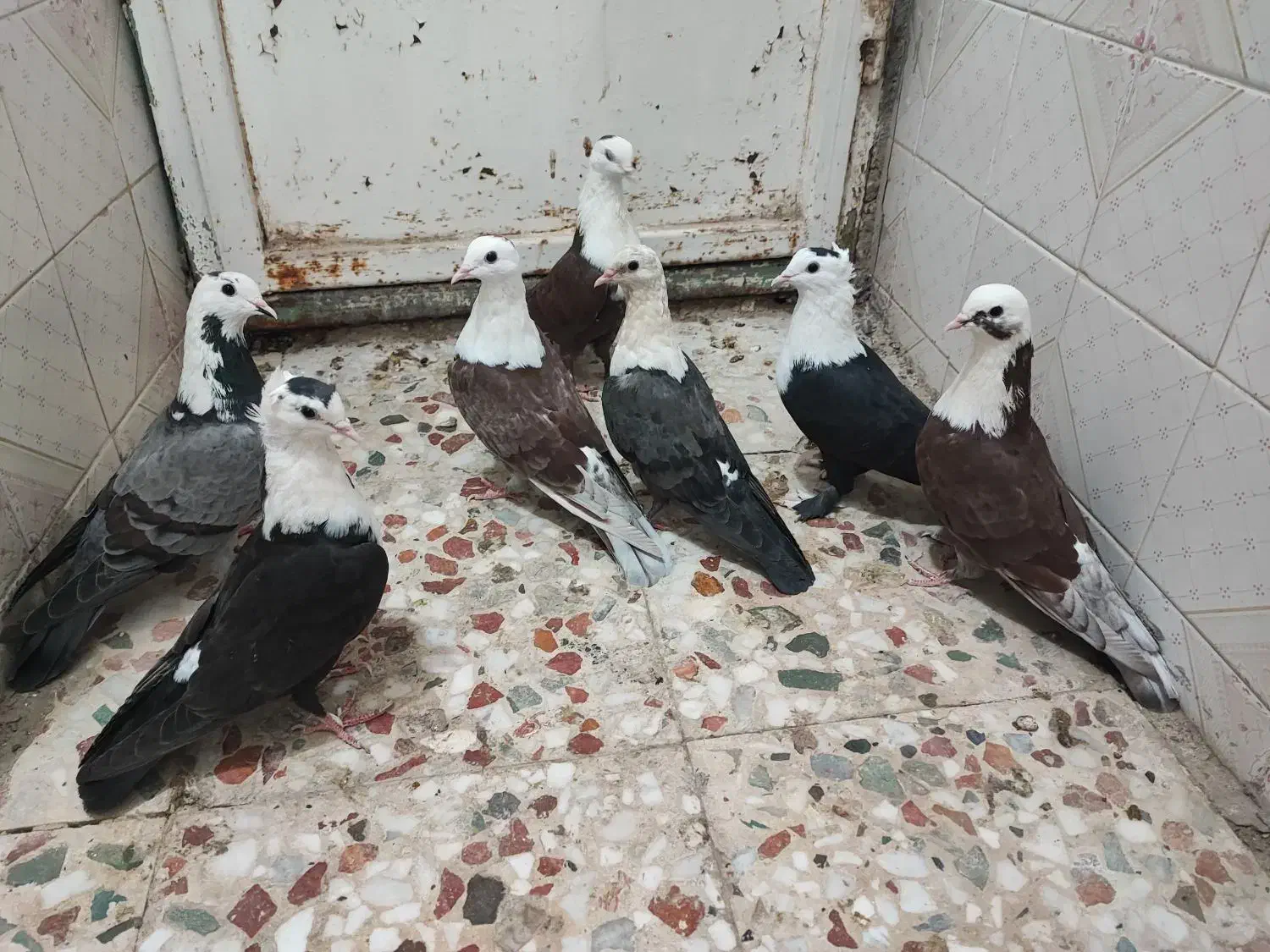 طوقی ومخمل پلاکی|پرنده|شیراز, ارم|دیوار