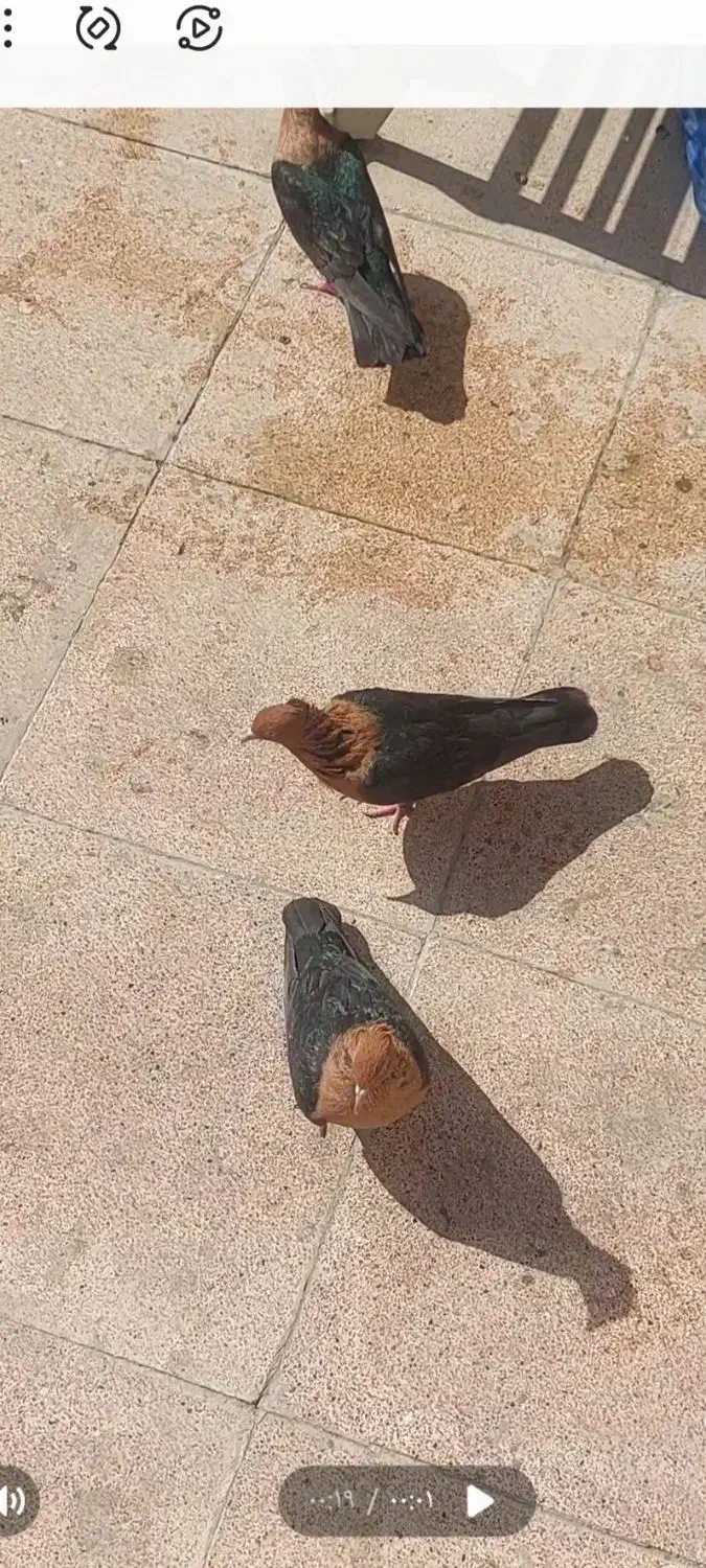 پرنده زینتی قناری|پرنده|تهران, شهرک غرب|دیوار