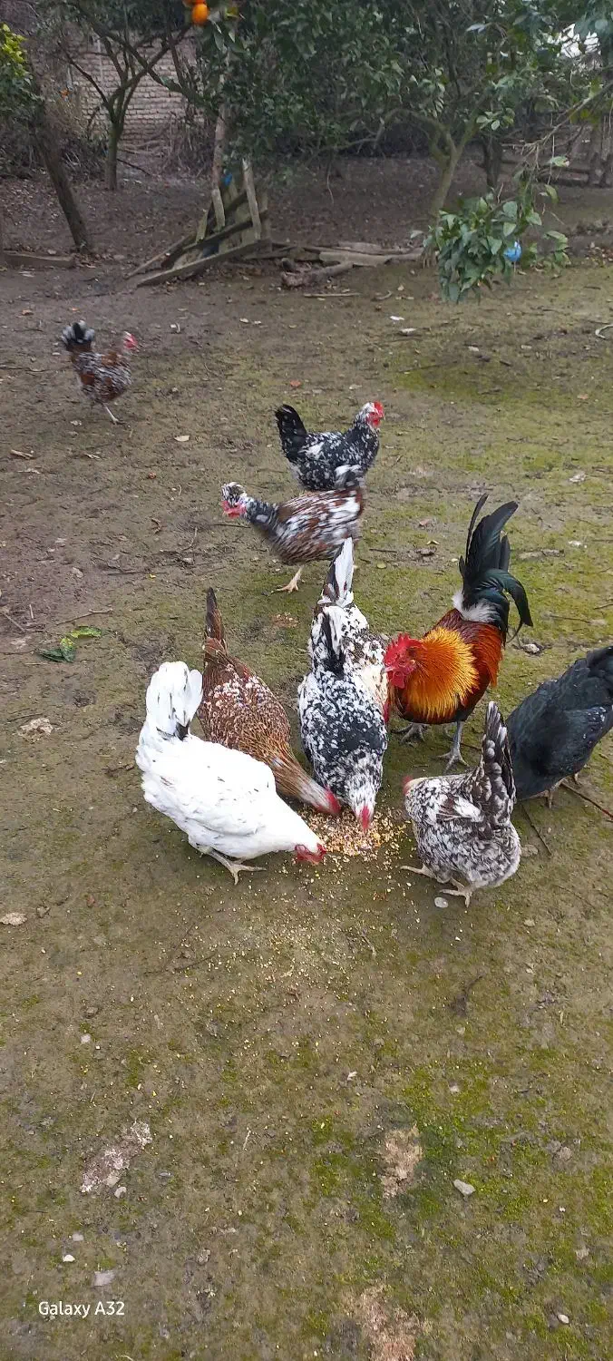 تخم نطفه دار گلین لری|حیوانات مزرعه|قائم‌شهر, |دیوار