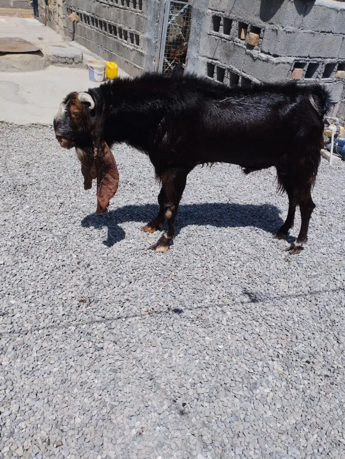 گوسفند اصیل پاکستانی|حیوانات مزرعه|ایرانشهر, |دیوار