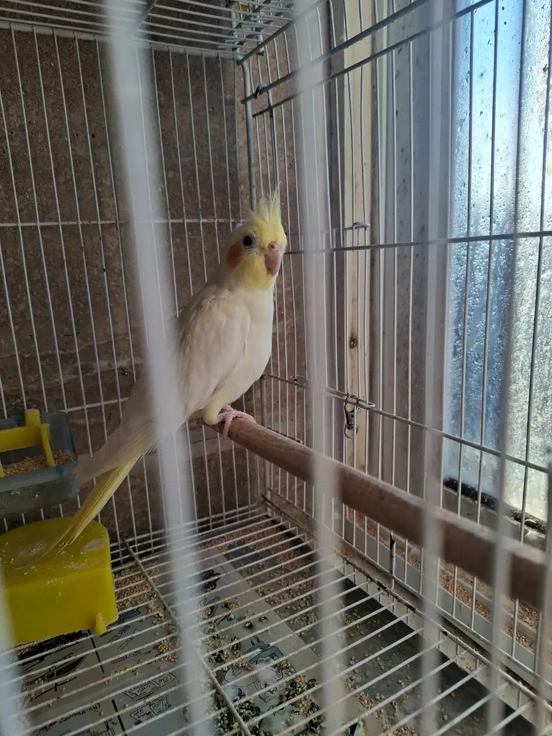 طوطی عروس لوتینو نر|پرنده|بابل, |دیوار