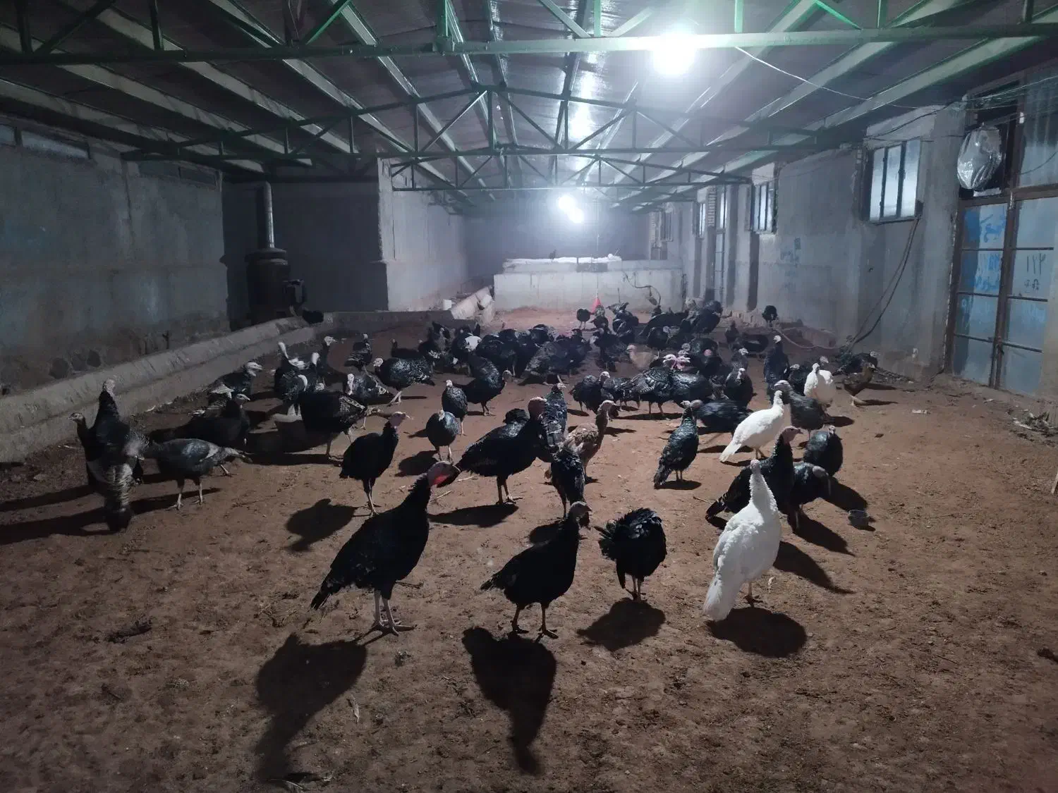 بوقلمون یک ساله در حال تخم درشت و آماده|حیوانات مزرعه|مشهد, کوشش|دیوار