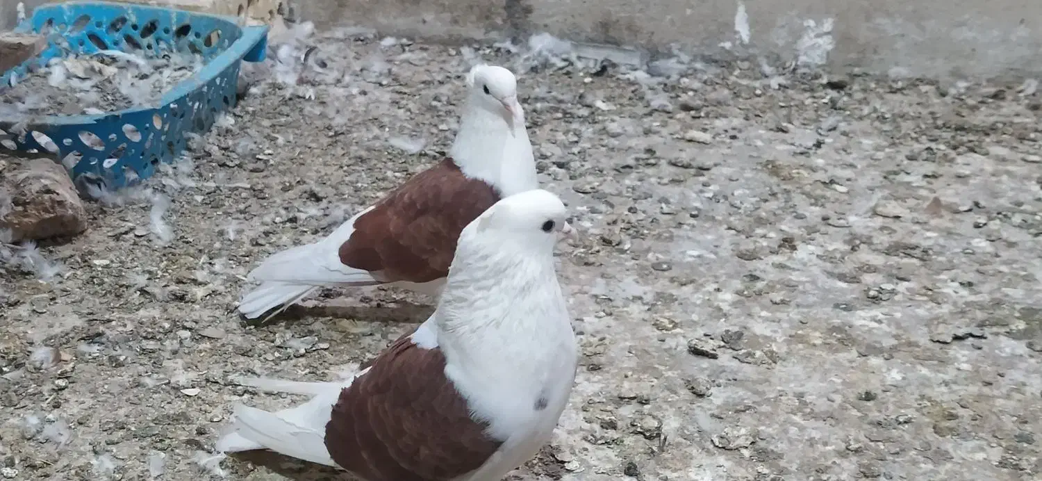 یه جفت دوبالی|پرنده|فاضل آباد, |دیوار