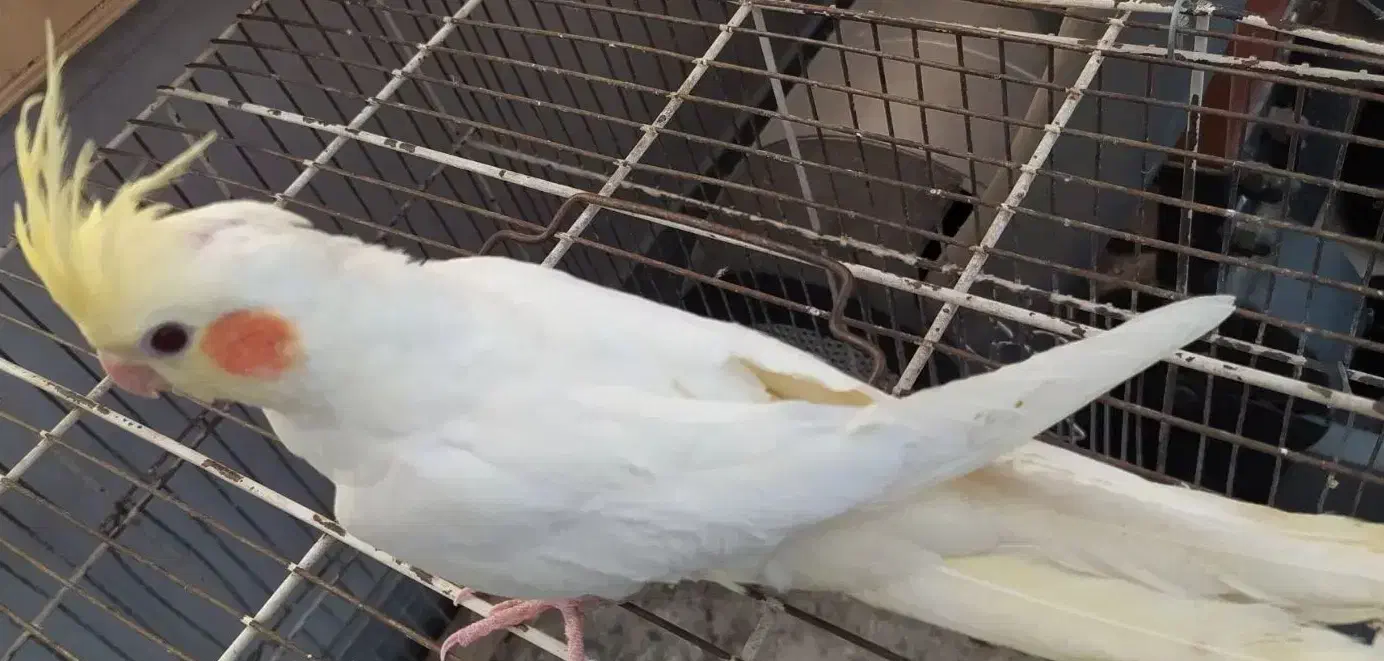 استهبان فروش جوجه عروس هلندی خانگی لوتینیو زعفرانی|پرنده|شیراز, ارم|دیوار