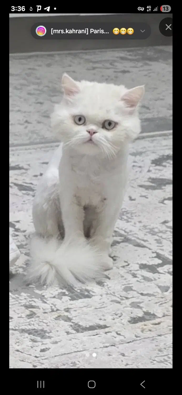 گربه صورت عروسکی ناب نر|گربه|قم, شهرک امام حسن|دیوار