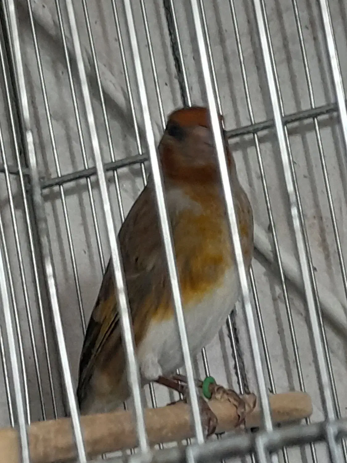 سره قناری لرخون|پرنده|اراک, |دیوار