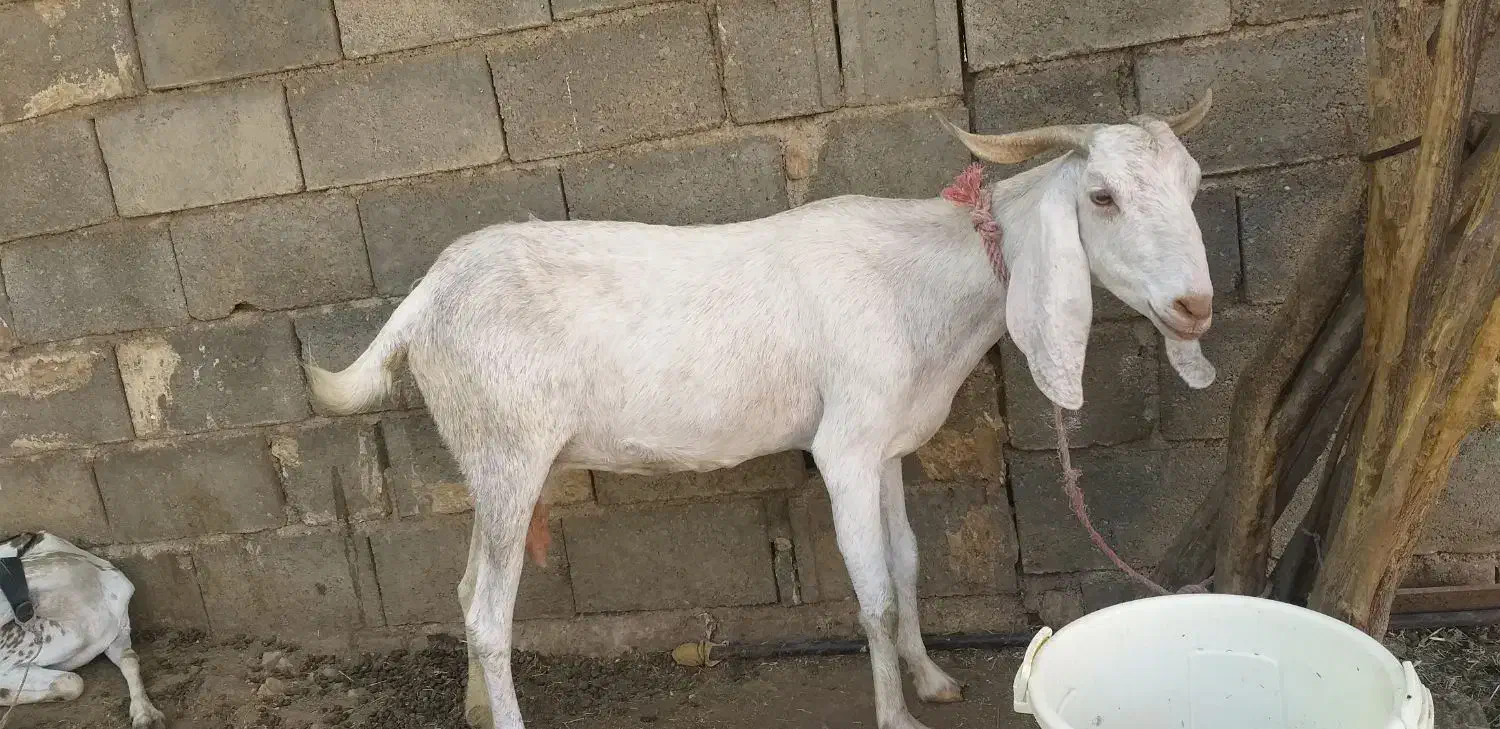 بزدوقلوزا سانن|حیوانات مزرعه|شیراز, جمال آباد|دیوار
