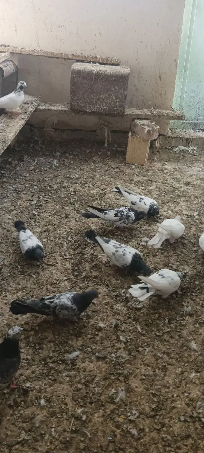 کبوتر گله ای|پرنده|کنارک, |دیوار