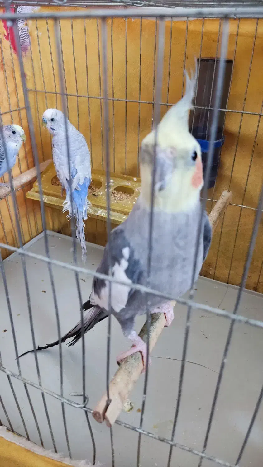 عروس هلندی نر|پرنده|تاکستان, |دیوار