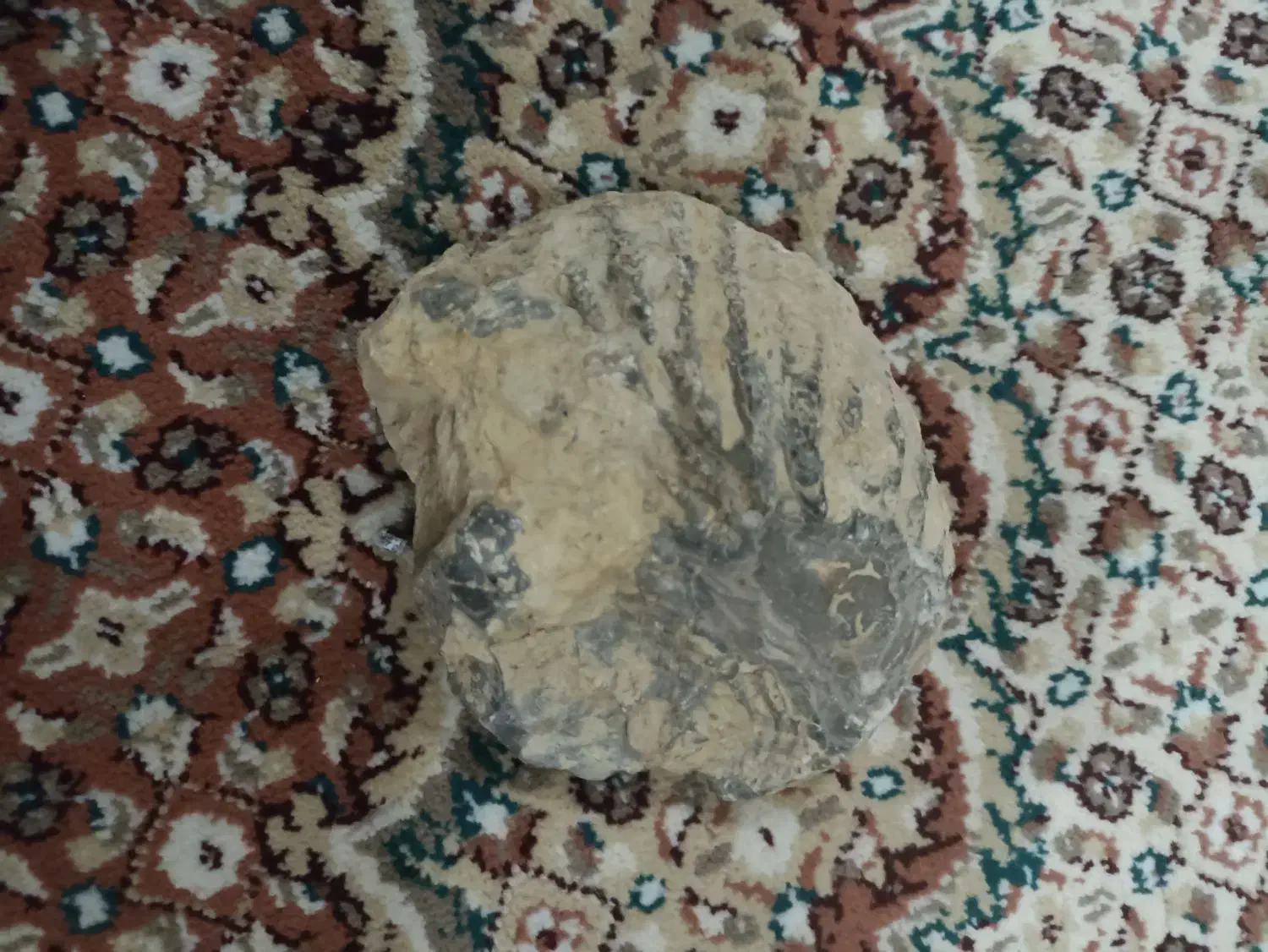 فسیل صدف|جواهرات|اردستان, |دیوار