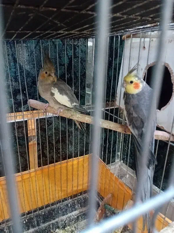 عروس هلندی|پرنده|چهاردانگه (تهران), |دیوار