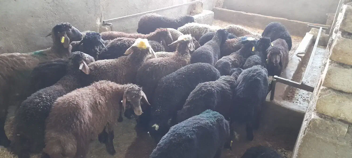 فروش همو و هترو|حیوانات مزرعه|کویرات, |دیوار