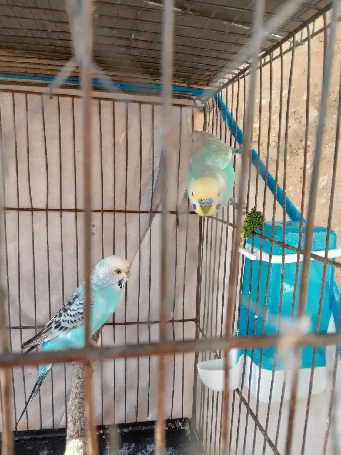 مرغ عشق مولد|پرنده|کرج, فاز ۲ مهرشهر|دیوار