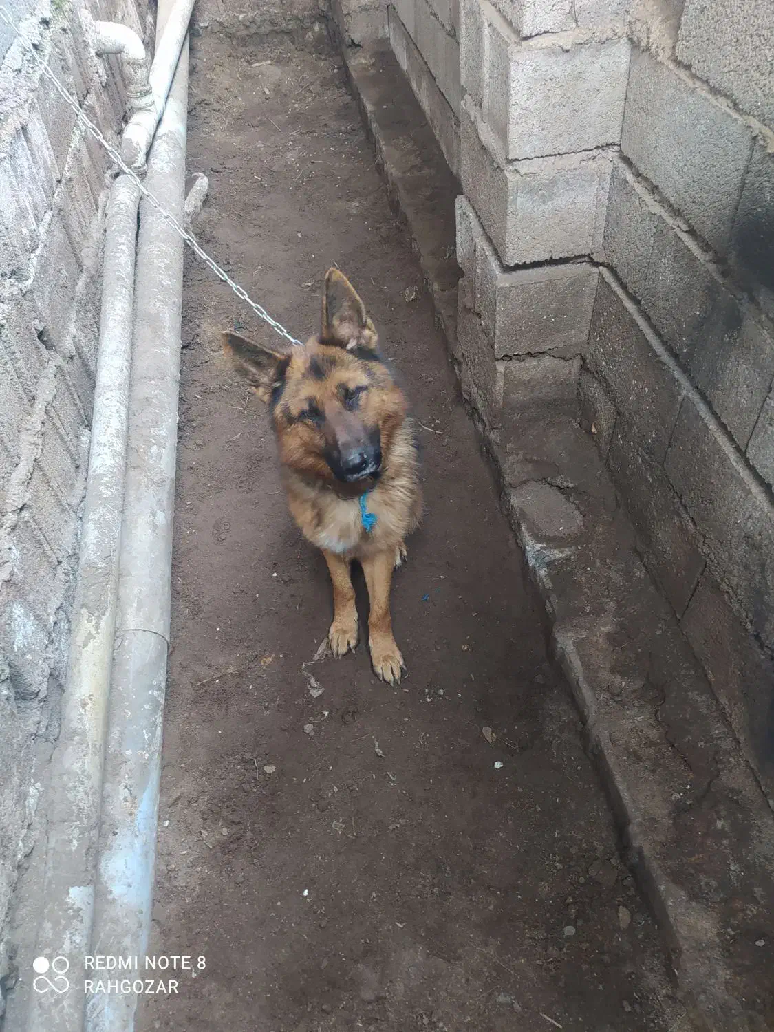 ژرمن شپرد نر(لنگرود)|سگ|رشت, جانبازان|دیوار