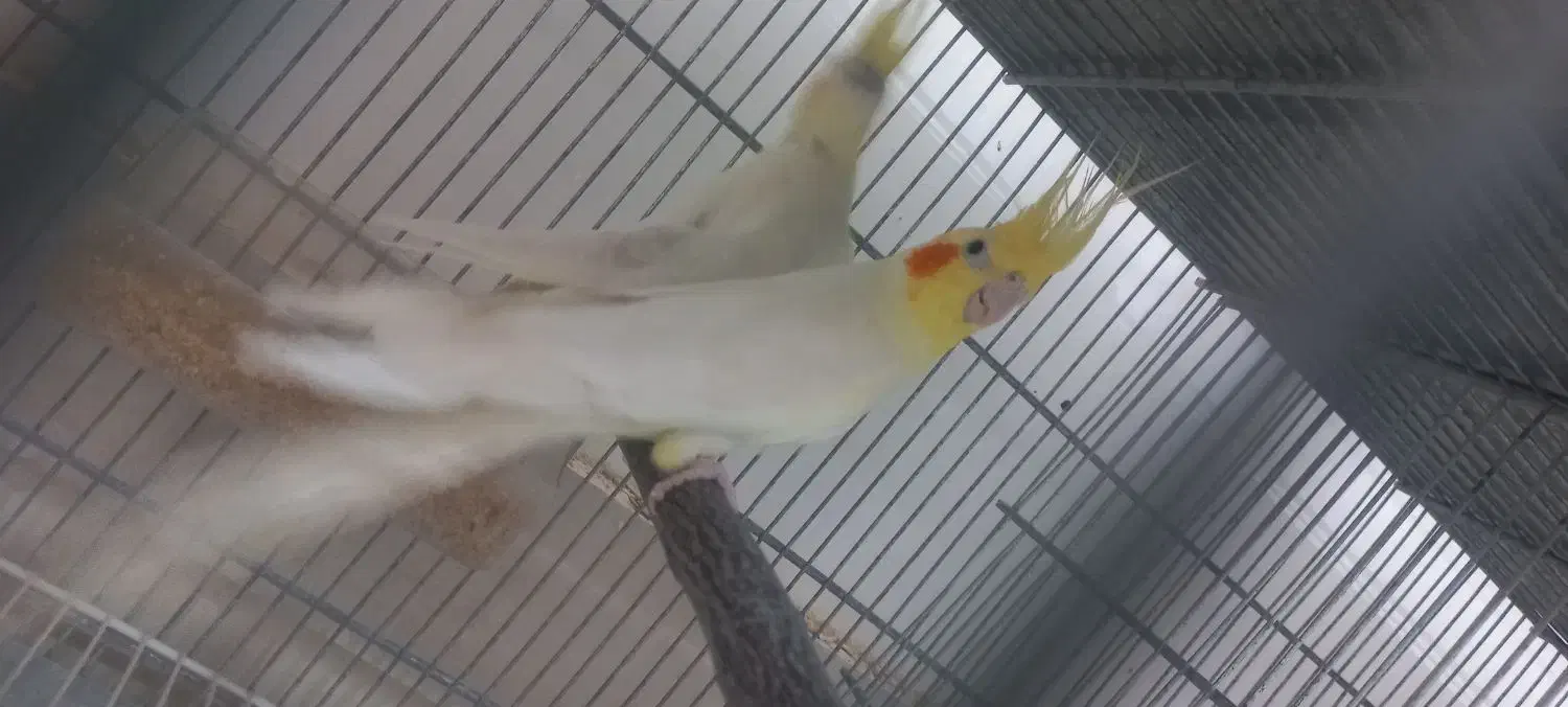 یک جفت عروس هلندی لوتینو روی تخم|پرنده|قم, محمد آباد|دیوار