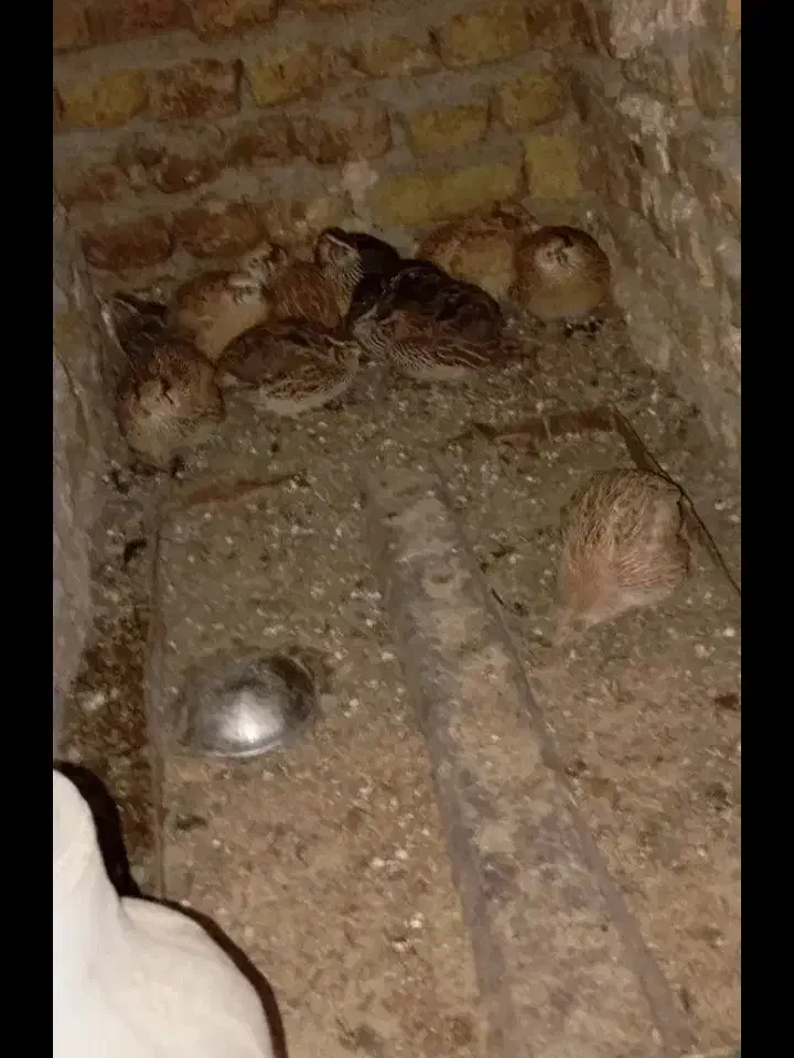 پرنده|حیوانات مزرعه|نیشابور, مازول|دیوار