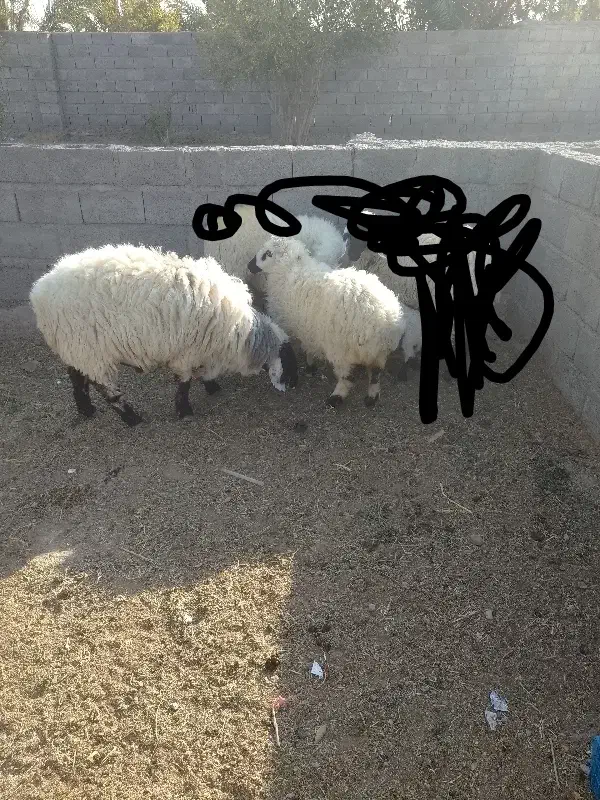 گوراند لتکی|حیوانات مزرعه|مهرستان, |دیوار