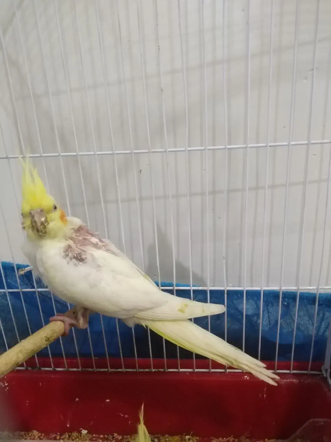 جوجه عروس هلندی لوتینو|پرنده|امیدیه, |دیوار