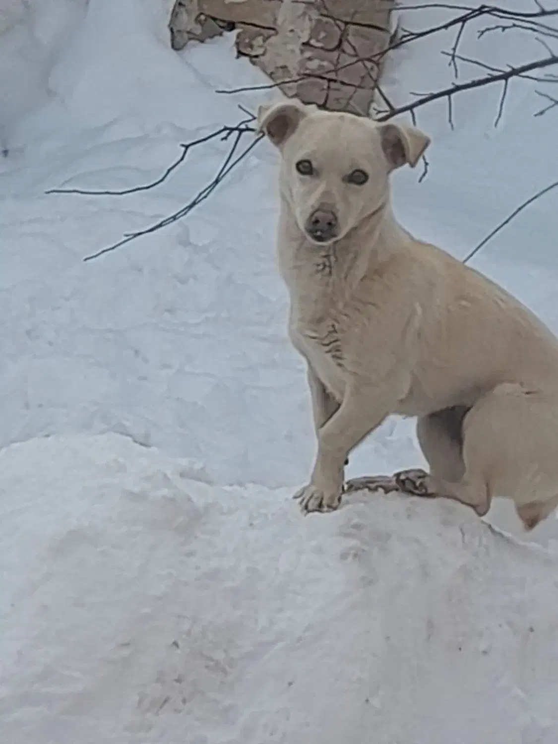 سگ پاکوتاه|سگ|قوچان, |دیوار