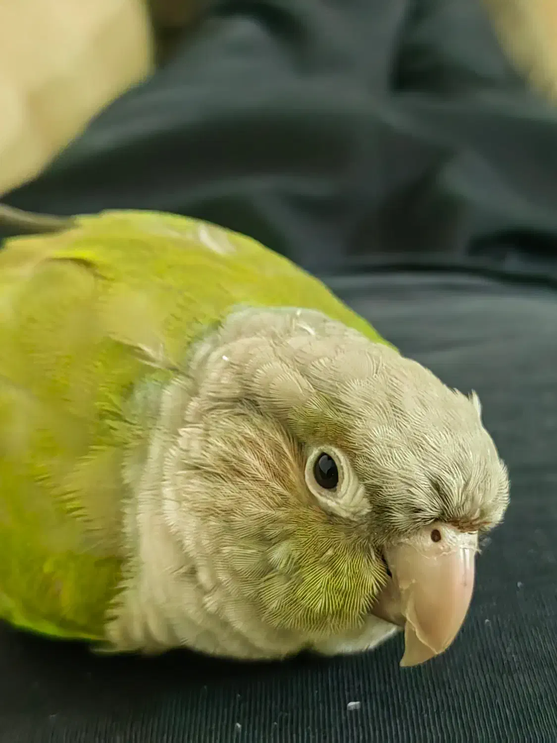 گمشده گرنچیک|پرنده|تهران, مینابی|دیوار