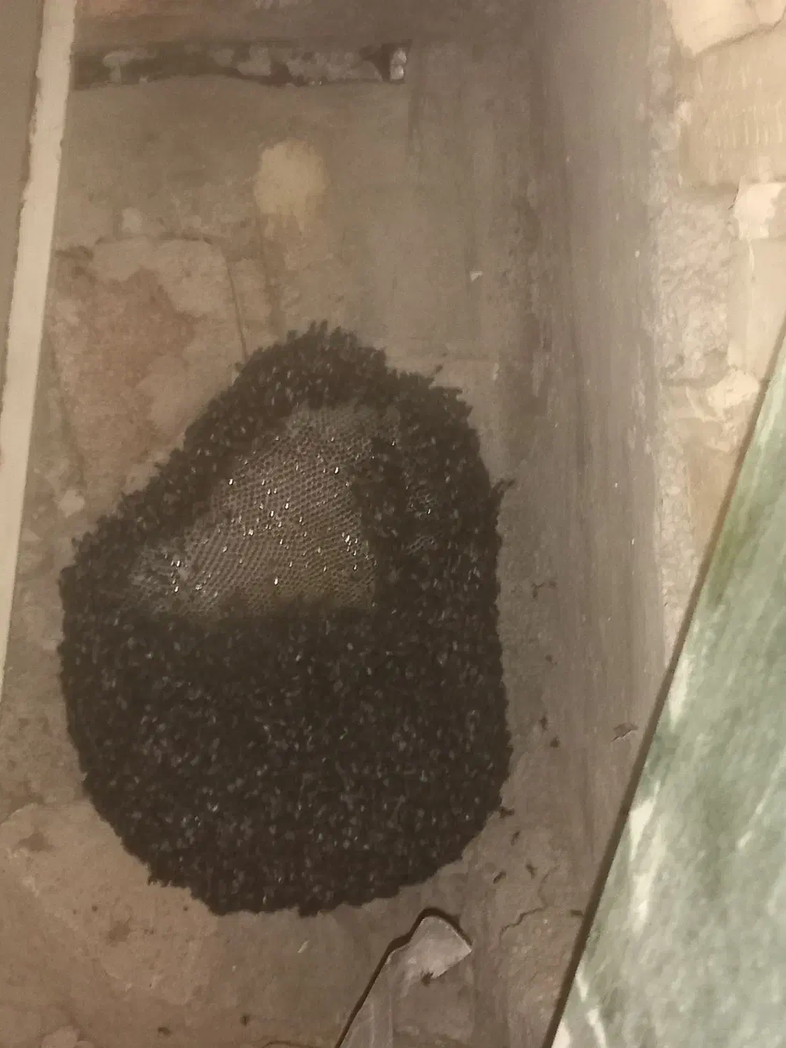 ۲کیلو عسل کوهی|خوردنی و آشامیدنی|اندیکا, |دیوار