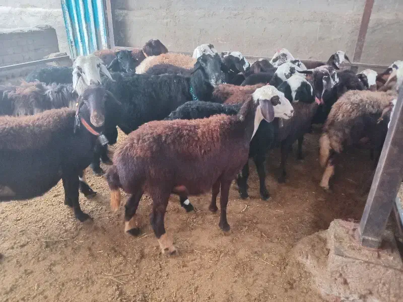 گوسفند شیشک|حیوانات مزرعه|سیلاخور, |دیوار