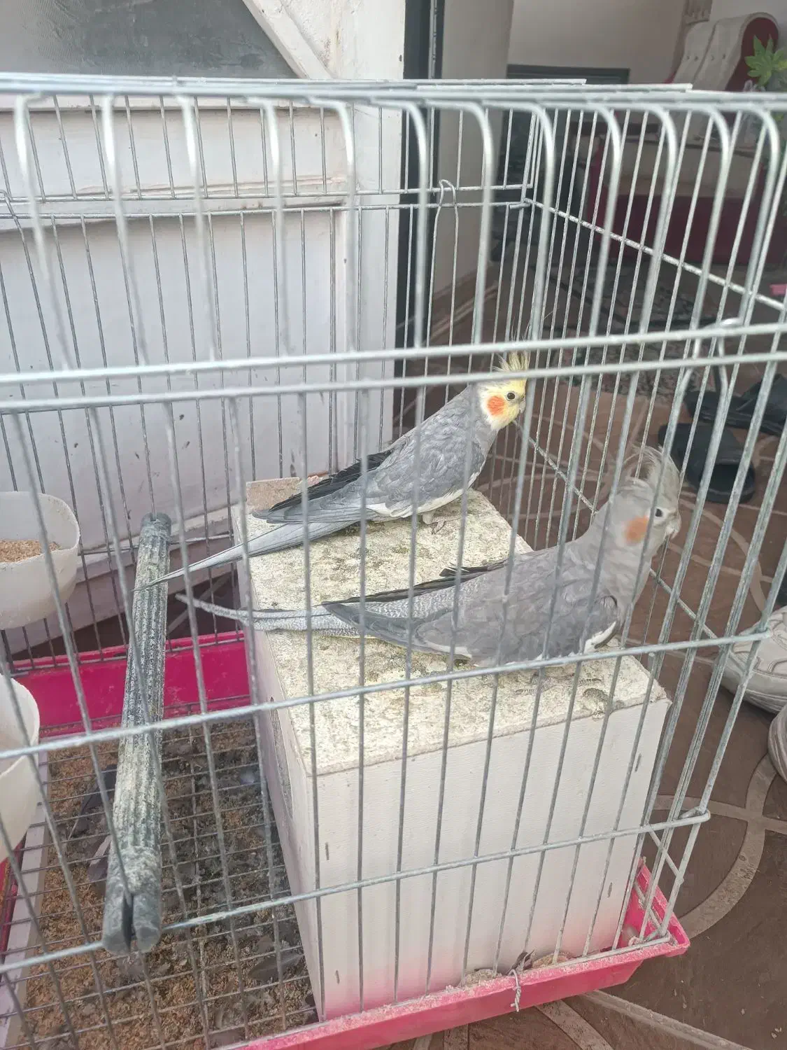 عروس سینامون مولد.|پرنده|کرمان, |دیوار