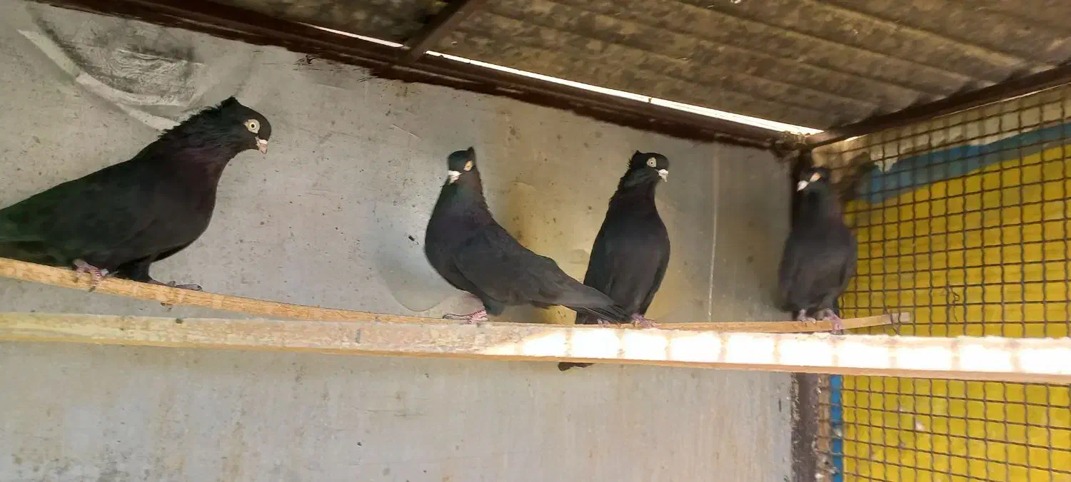 زاغ فروشی|پرنده|خمینی‌شهر, |دیوار