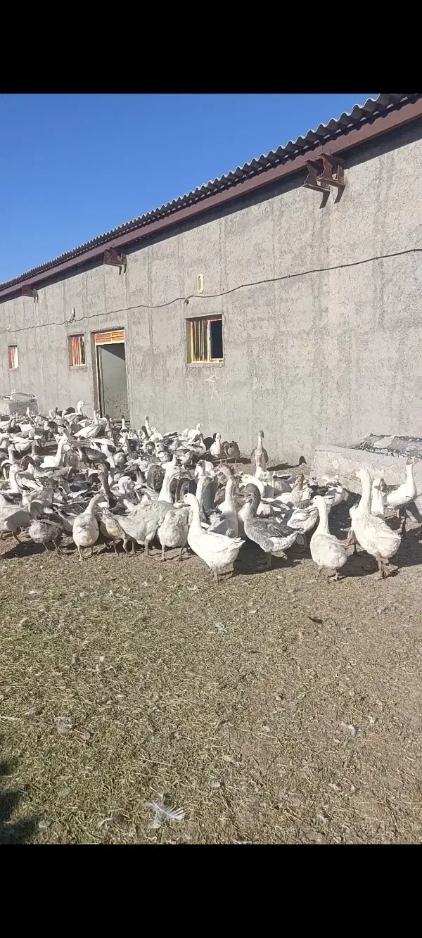 فروش غاز|حیوانات مزرعه|قره پشتلو, |دیوار