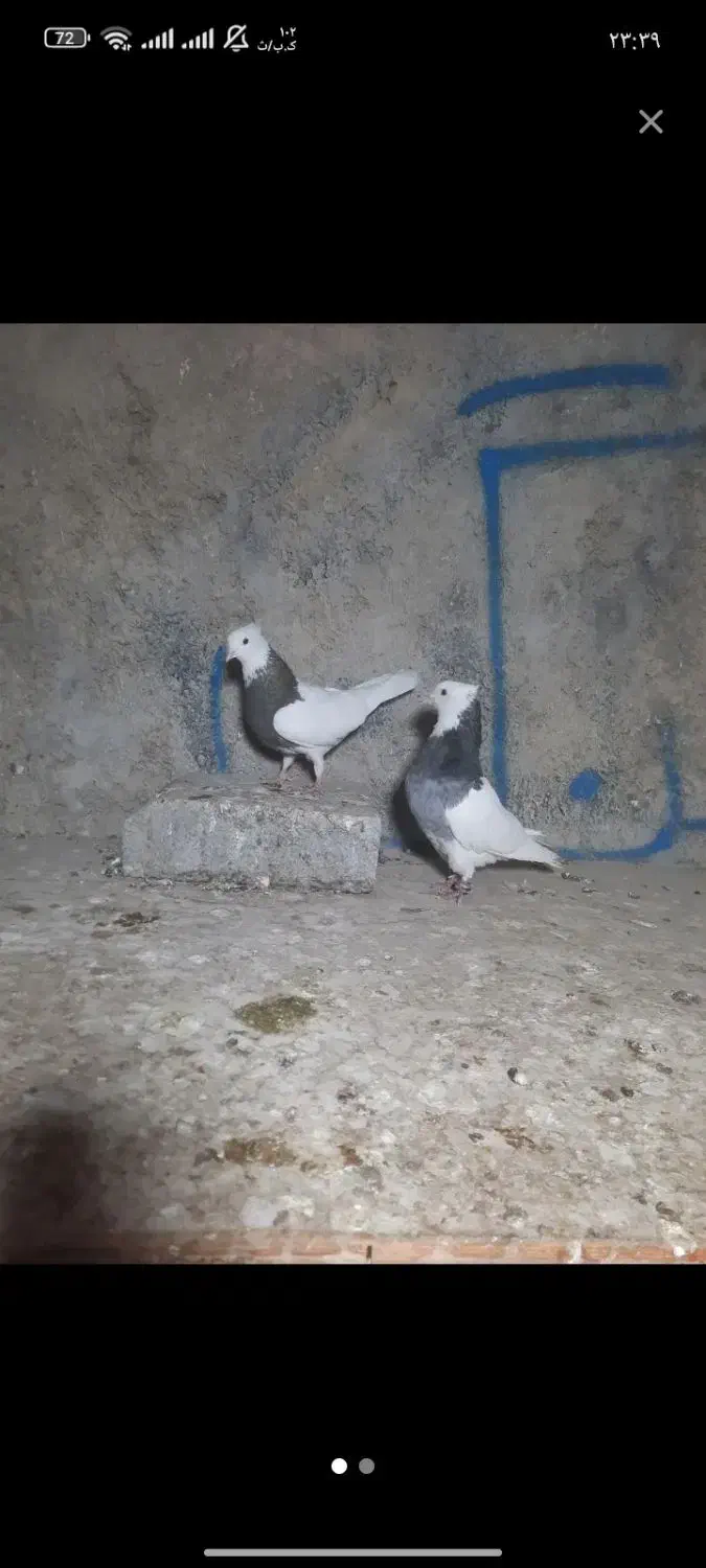 کبوتر|پرنده|بهارستان, |دیوار