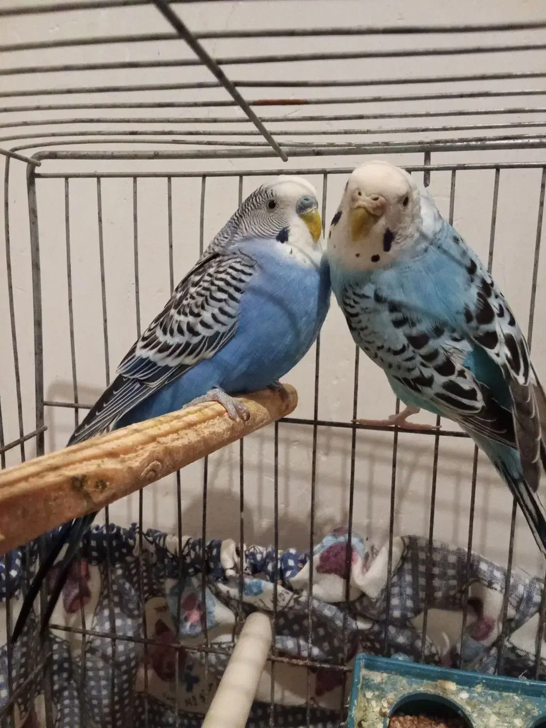 مرغ عشق|پرنده|تاکستان, |دیوار