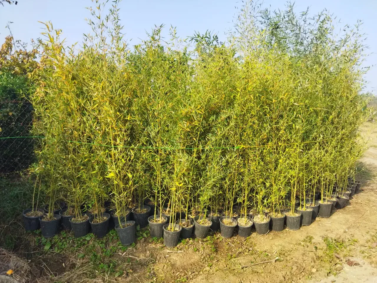 نی خیزران.خیزران|گل و گیاه طبیعی|کلاچای, |دیوار