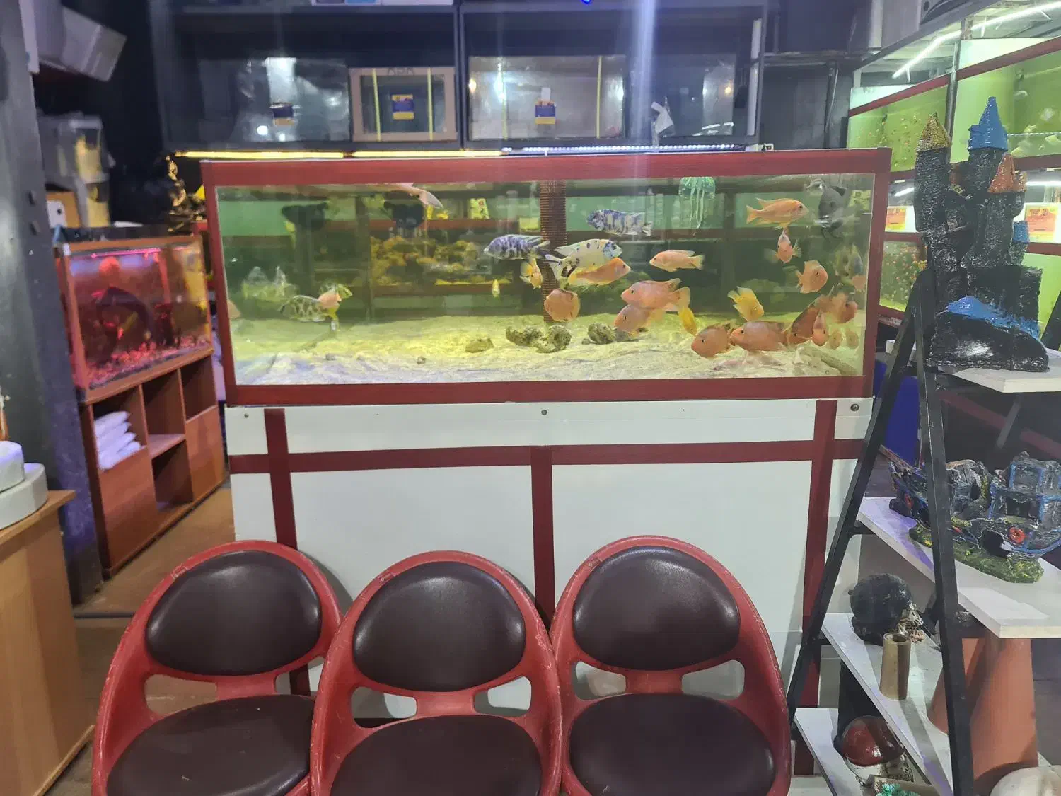 اکواریوم ماهی اب شور دیسکس ابشور انجل گوپی|ماهی|شیراز, سیاه سنگ|دیوار