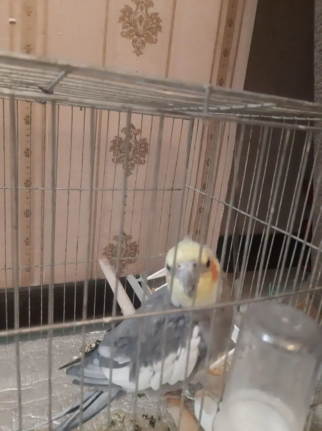 حیوان خانگی|پرنده|مشهد, کوثر|دیوار