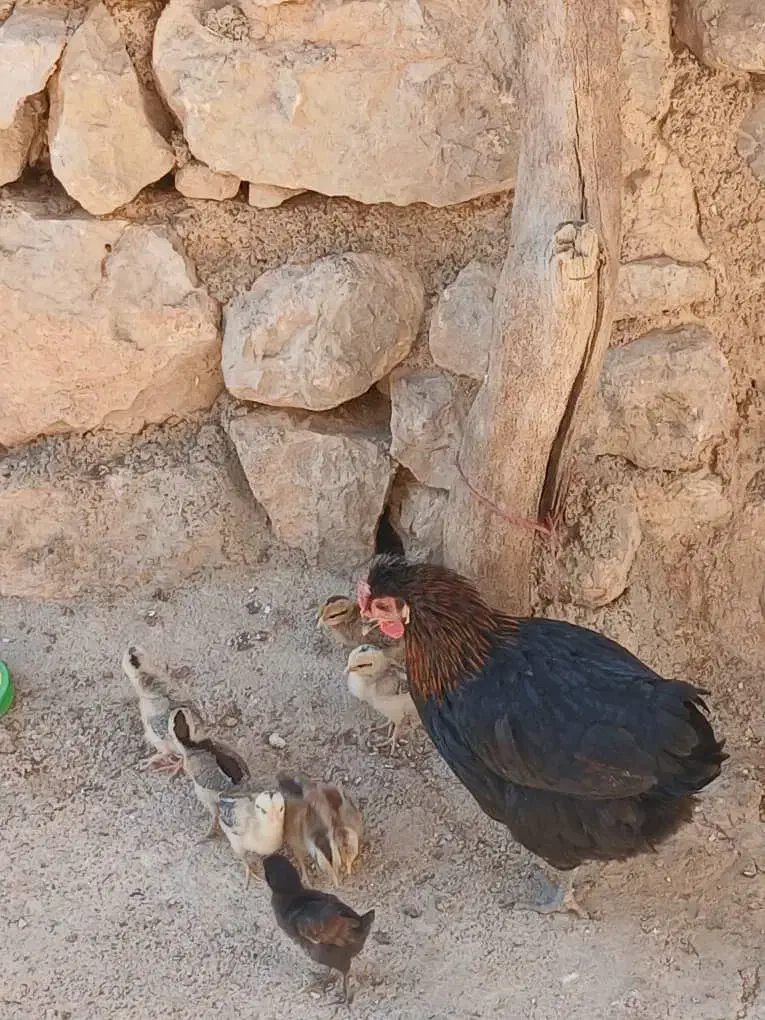 مرغ همراه با جوجه|حیوانات مزرعه|کوهرنگ, |دیوار