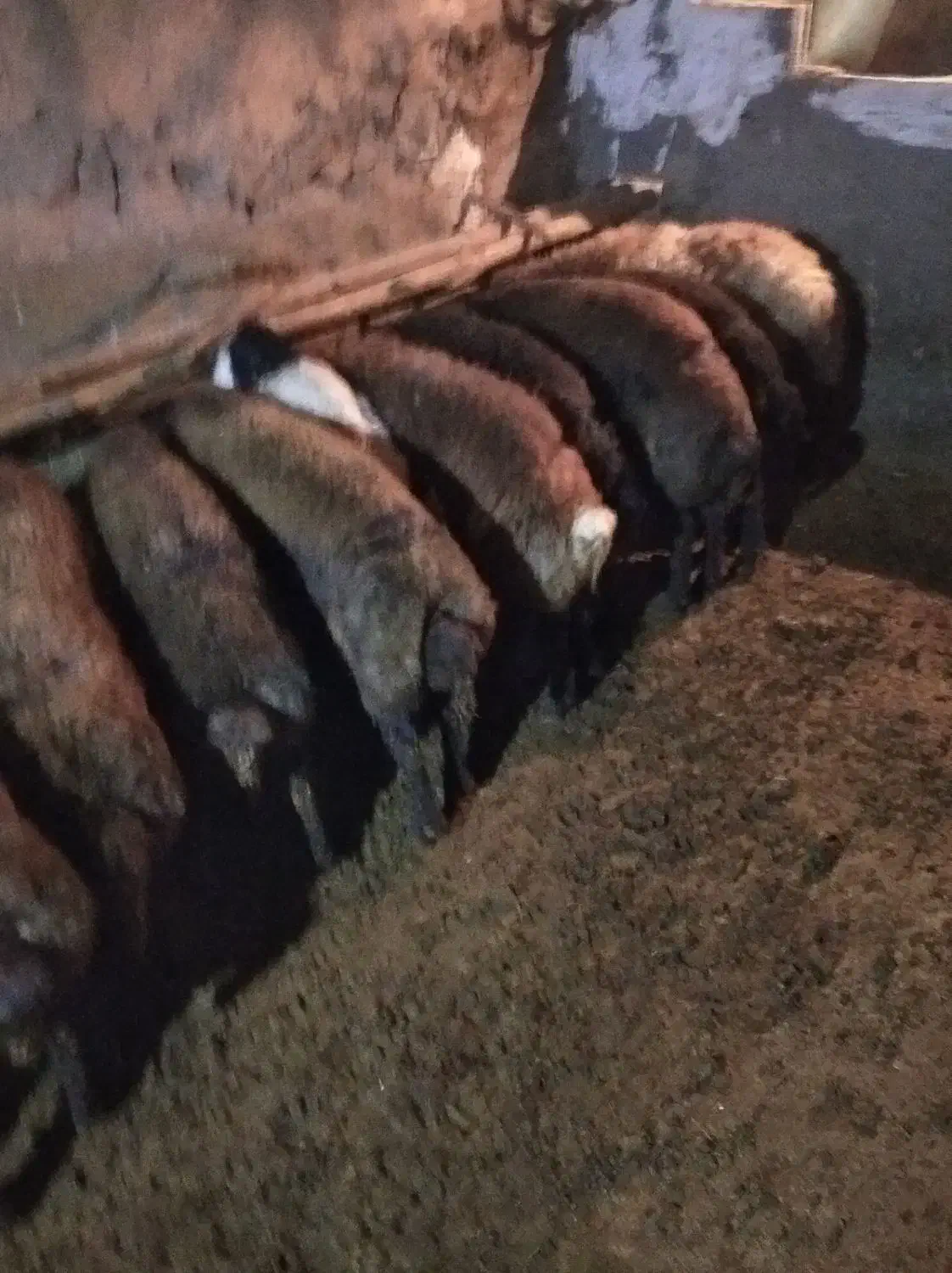 گوسفند|حیوانات مزرعه|سنندج, |دیوار