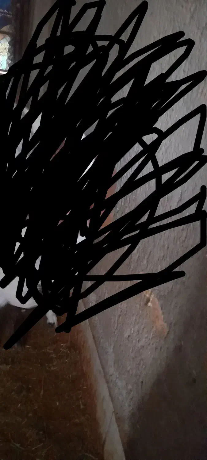 چپش اصل کچل ساناز|حیوانات مزرعه|یزد, |دیوار