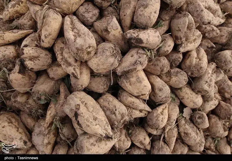 چغندر|عمده‌فروشی|اسفراین, |دیوار