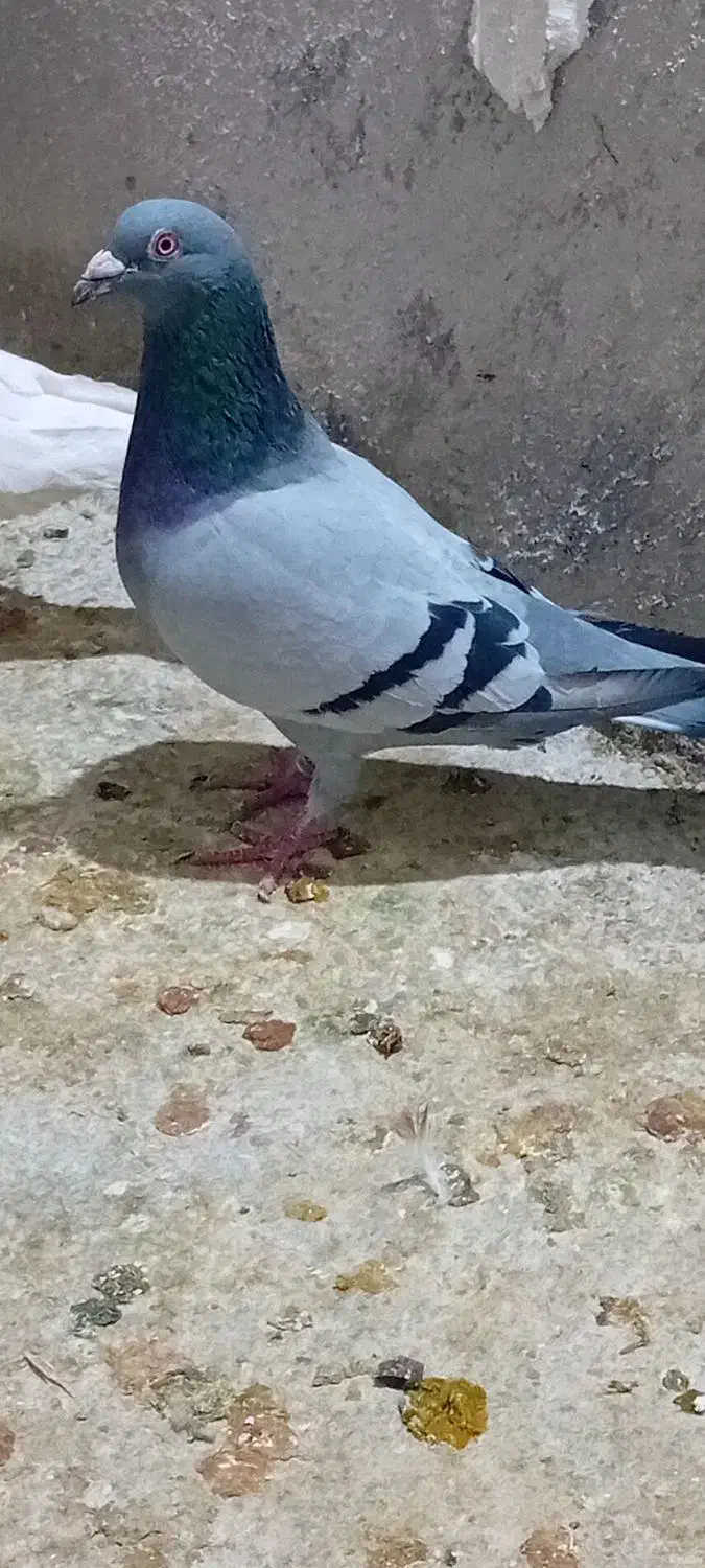 پلاکی|پرنده|بروجرد, |دیوار