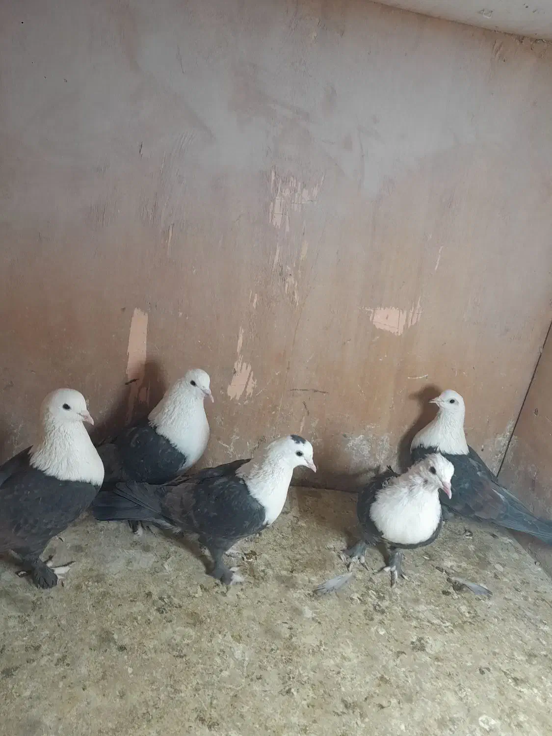 کبوتررنگی|پرنده|پاکدشت, پاکدشت (مامازند)|دیوار