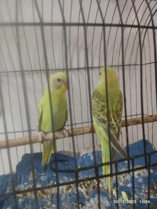 مرغ عشق|پرنده|سوسنگرد, |دیوار