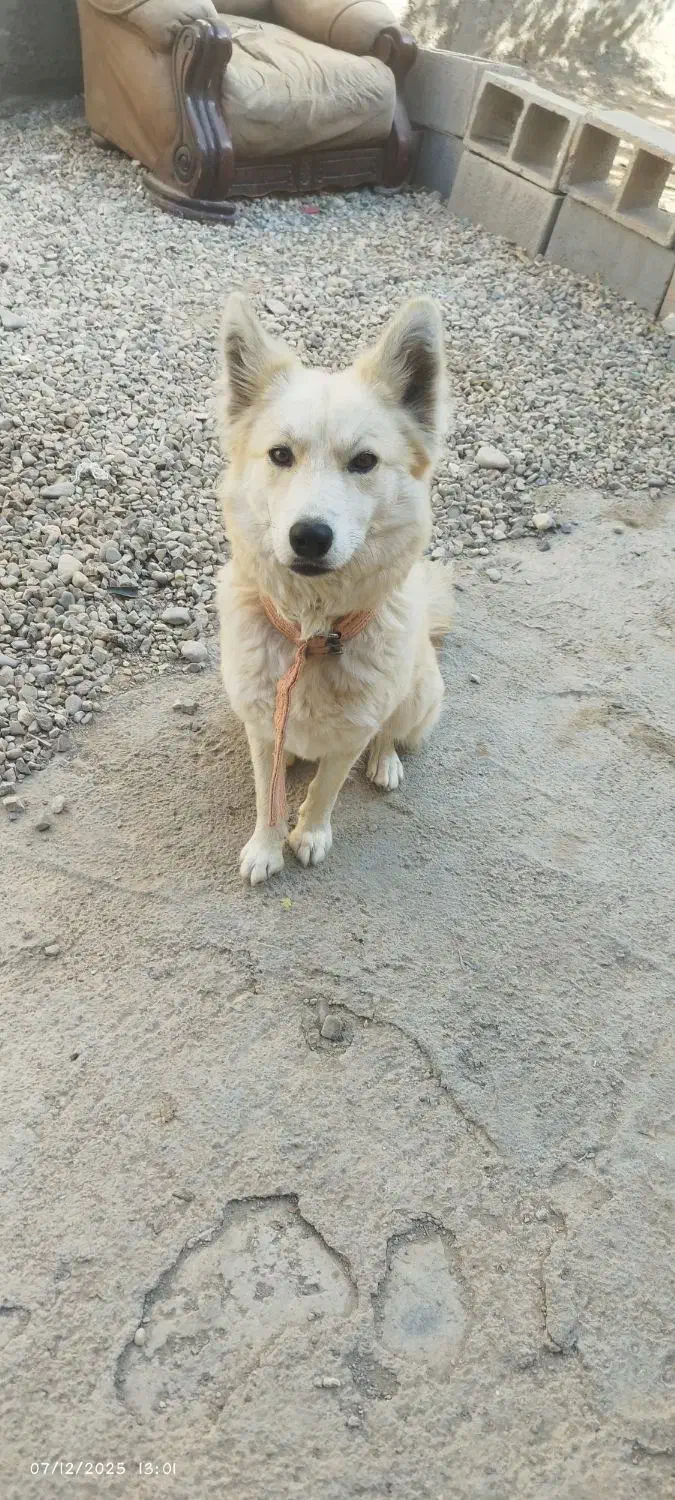 سگ روباهی ماده باهوش|سگ|شاهرود, |دیوار