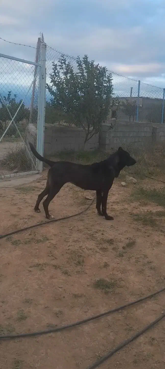 ماده سرابی گم شده|سگ|مشگین شهر, |دیوار