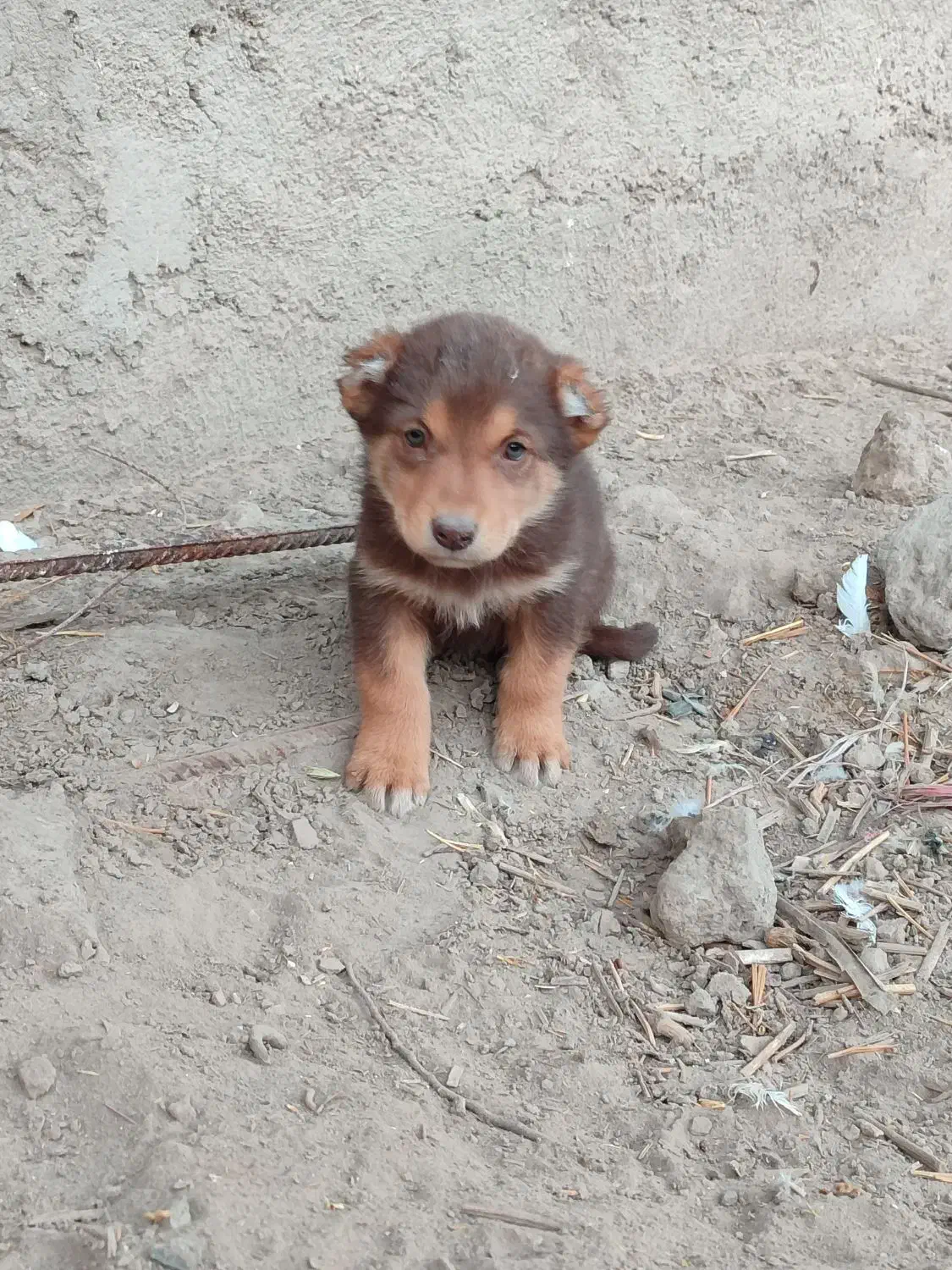 واگذاری یه جفت توله نر و ماده|سگ|سراب, |دیوار