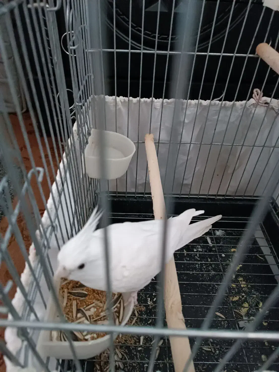 عروس هلندی|پرنده|پاکدشت, پاکدشت (مامازند)|دیوار